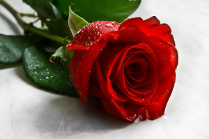 Happy-Valentines-Red-Rose-Tracy-Hall